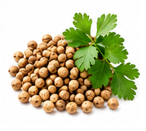 Cilantro