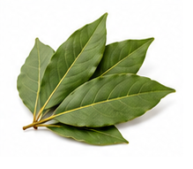 Laurel